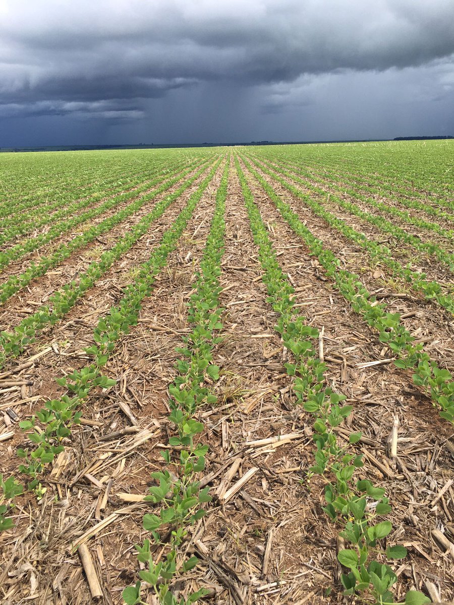 World_Farmers's tweet photo. My parents came to Brazil from the Netherlands after the second world war to do agriculture. I have always loved to produce, to farm. It's in my blood. 

We have been using #NoTill on our farm for 31 years. And our soil is permanently covered using #CoverCrops. https://t.co/9ffWHnhRg8