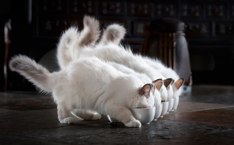 ANGEL |parody| ♡ tweet media