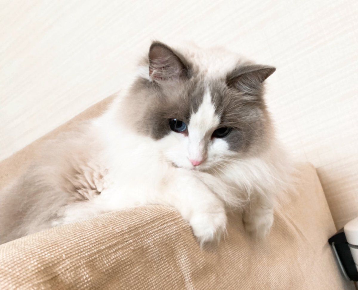 hal_ragdoll's tweet photo. 紐をロックオン✨

＃ラグドール　#猫　#cat #猫のいる暮らし　#猫好きさんと繋がりたい https://t.co/7LU2tjdWM5