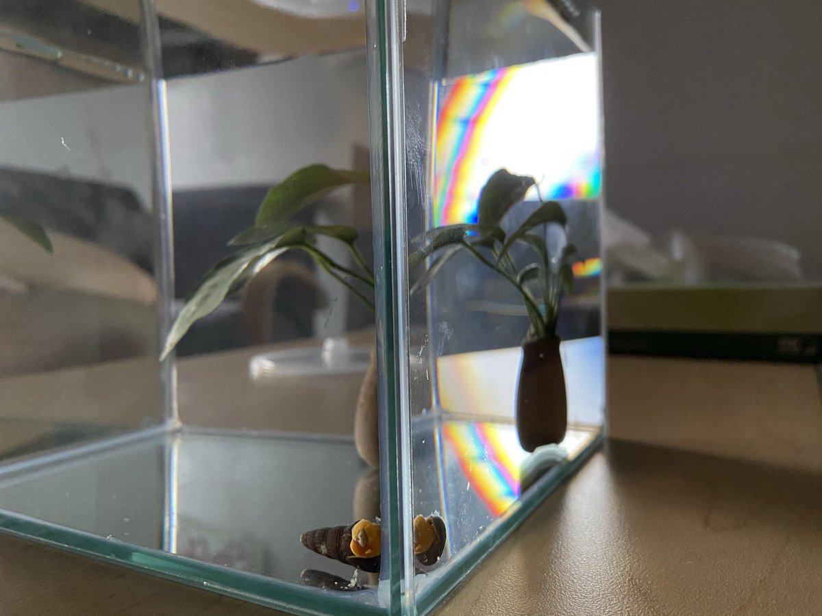 peachywombat_'s tweet photo. rip snaily, all snails go to heaven 💞 https://t.co/0JPzbFgIyo