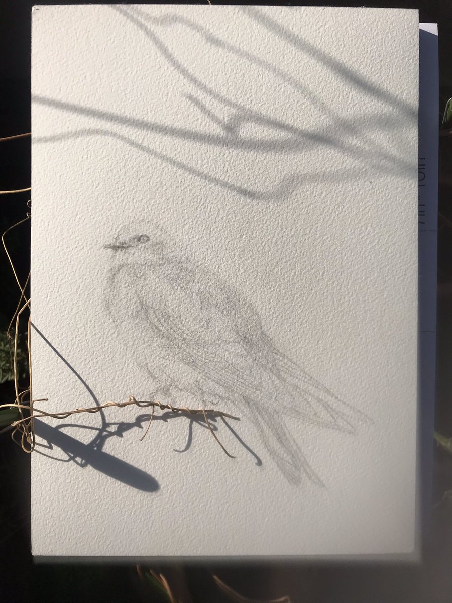 #colour_collective #SilverBirch #drawing #treeswallow
A bird on vines of morning glories.
Have a nice day!