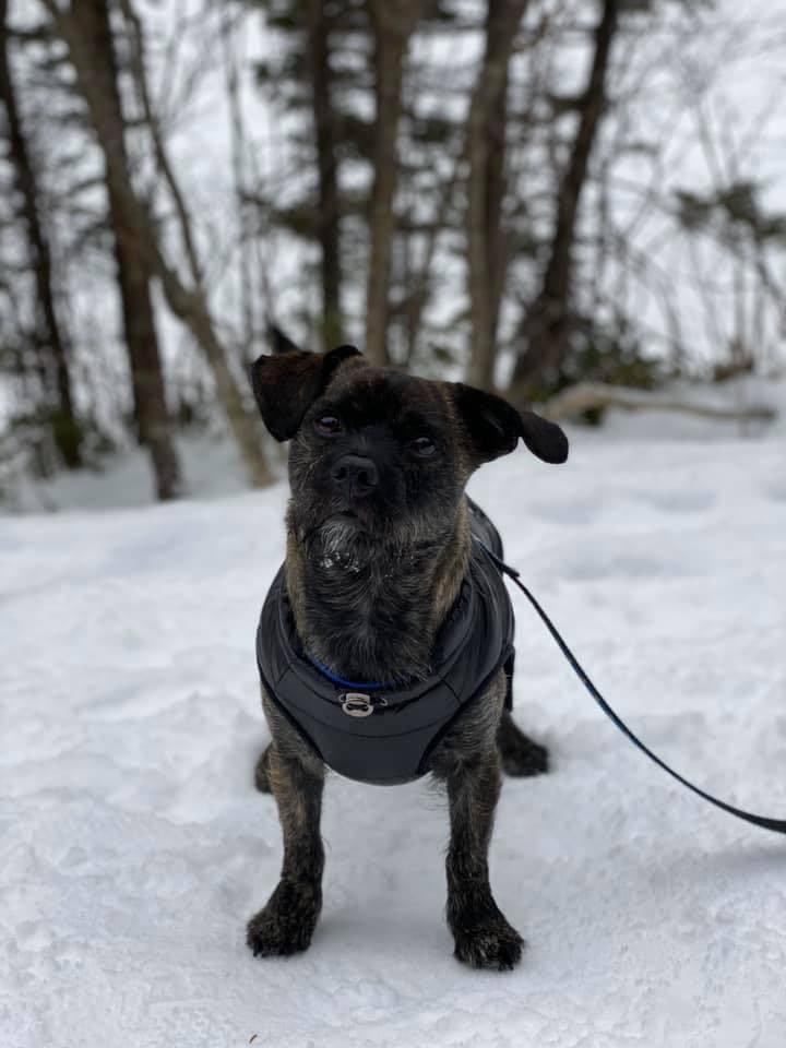 terryryan91's tweet photo. @itsscottNFLD So our dogs are definitely related haha https://t.co/rflecL6fq2