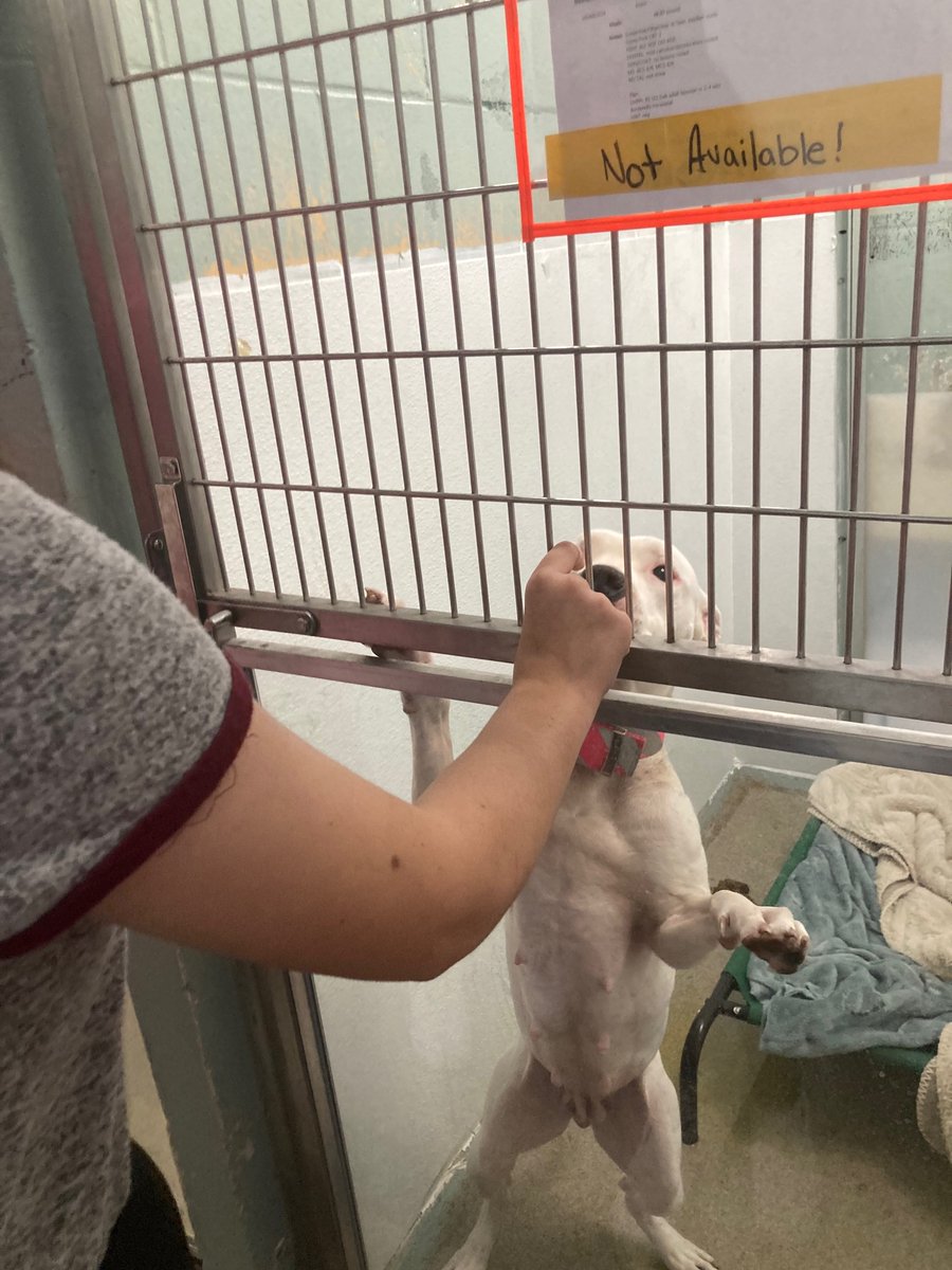 Itmschefs's tweet photo. The @ITMSMUSTANGS latin cooking club baked yummy Christmas treats for our furry friends at the humane society. Today they they had the chance to deliver the treats and feed the dogs. Students had such a great time they are considering helping more at the shelter. @FlaglerHumane https://t.co/6DaRZzMNpH