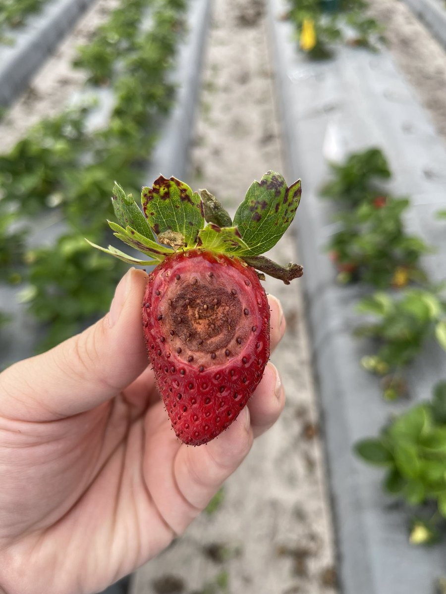 cahsuguinoshita's tweet photo. We started to harvest our strawberry trials from #PeresLab at @UFGulfCoastREC! This week I spotted this fruit in one of our efficacy trials. Can you guess the two diseases we have here? ๐๐ https://t.co/Sn8j507dU9