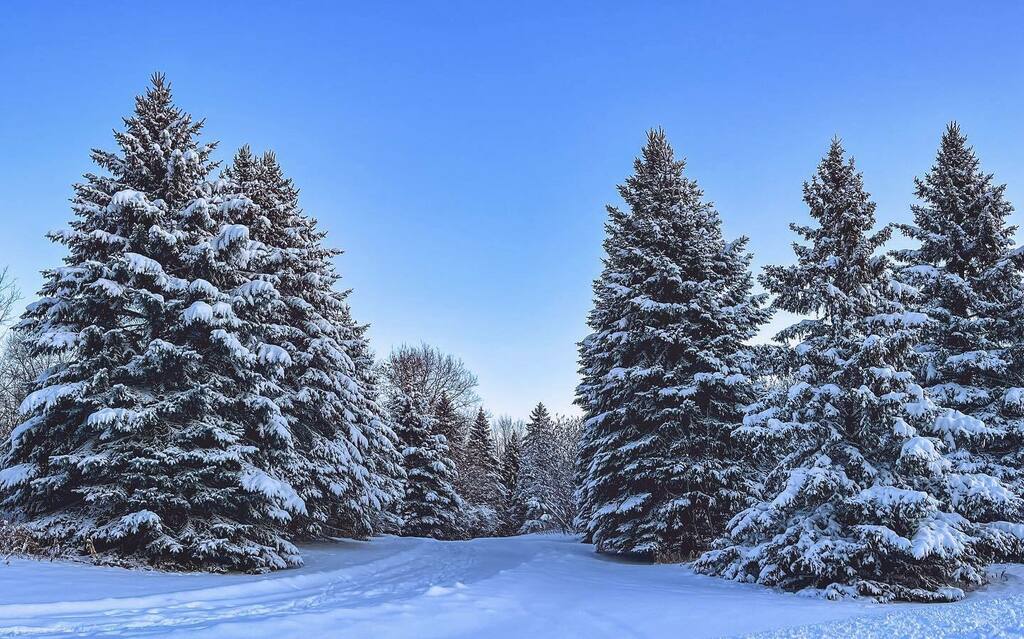 iLoads's tweet photo. -freshly fallen-

#edenprairie #minnesota #millerpark #boldnorth #capturemn #thisismymn #onlyinmn #snowfall #frost #exploremn #twincities #forest  #landof10000lakes #minnesota365 #minnesota_captures #captivatemn #snow #wintervibes❄️ #minnesotaexposure #h… https://t.co/9YoNmGtcxj https://t.co/IF1o9LJ1KT