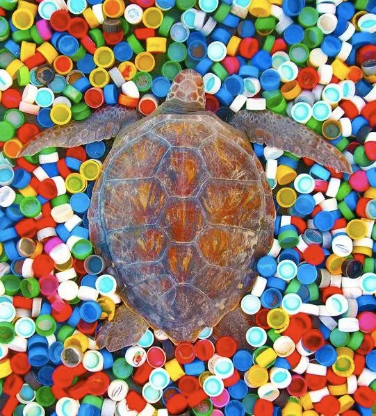 TAPcampaign's tweet image. We’ve launched a new monthly enewsletter! Sign up to get updates on ocean plastic pollution and ways you can help stop it: buff.ly/39ozb2O photo: @karumbeuy