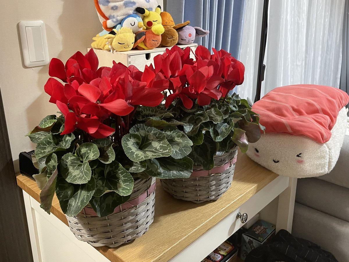 Received a really pretty box in the mail on a random night, opened it carefully and it was…

Flowers from our real estate agent, for the holidays! 🌸 Truly an omotenashi service from Japan.