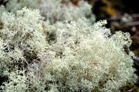 северный ягель. северный мох ягель. ягель олений мох. кладония курчавая. ягель в арктике.