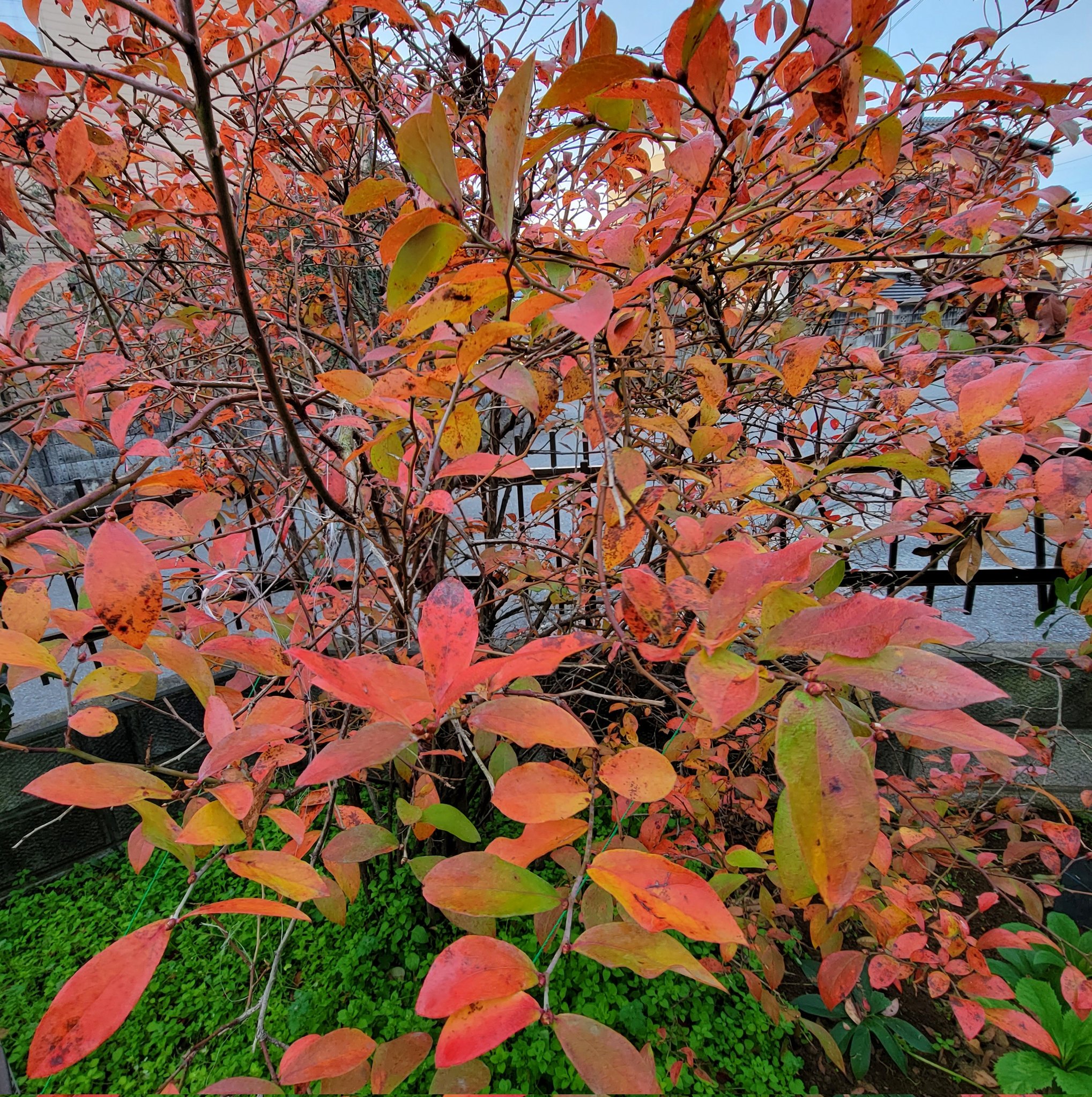 梅干小僧 我が家の庭のブルーベリーの葉が良い感じに色づいてきました ブルーベリーは紅葉が遅いので 庭を最後に彩ってくれます ブルーベリー 庭 果樹 庭木 Blueberry Garden Gardentree 紅葉 色づき T Co Noz4rifyv2 Twitter