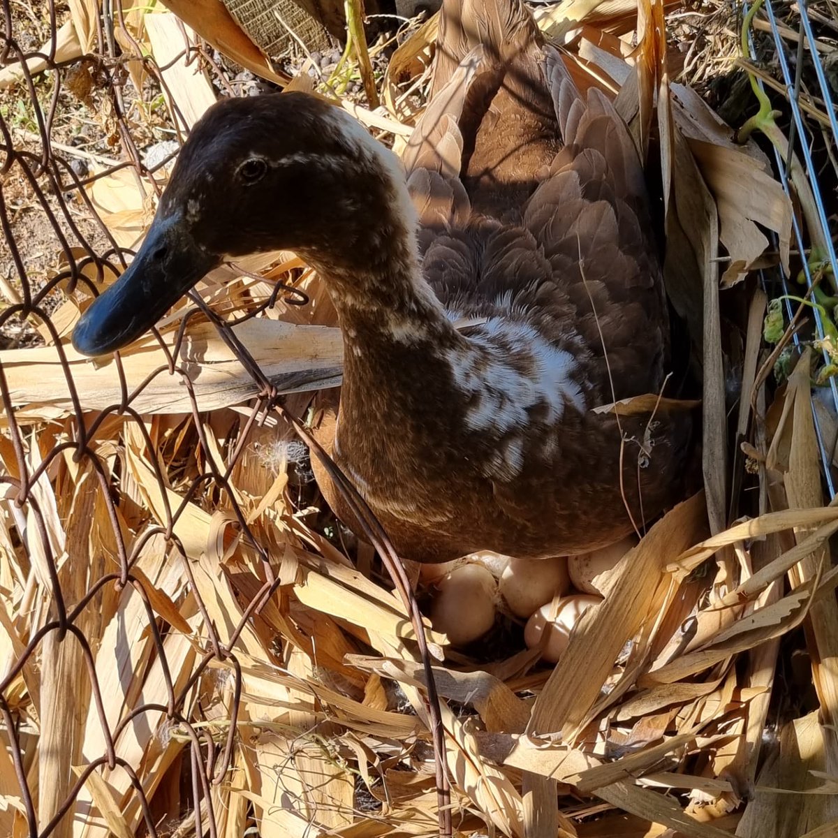 skolvan's tweet photo. @TheMERL Just look at this sneaky duck. Look at her eggs! Her name is Tiger https://t.co/vEZOpOtzDE