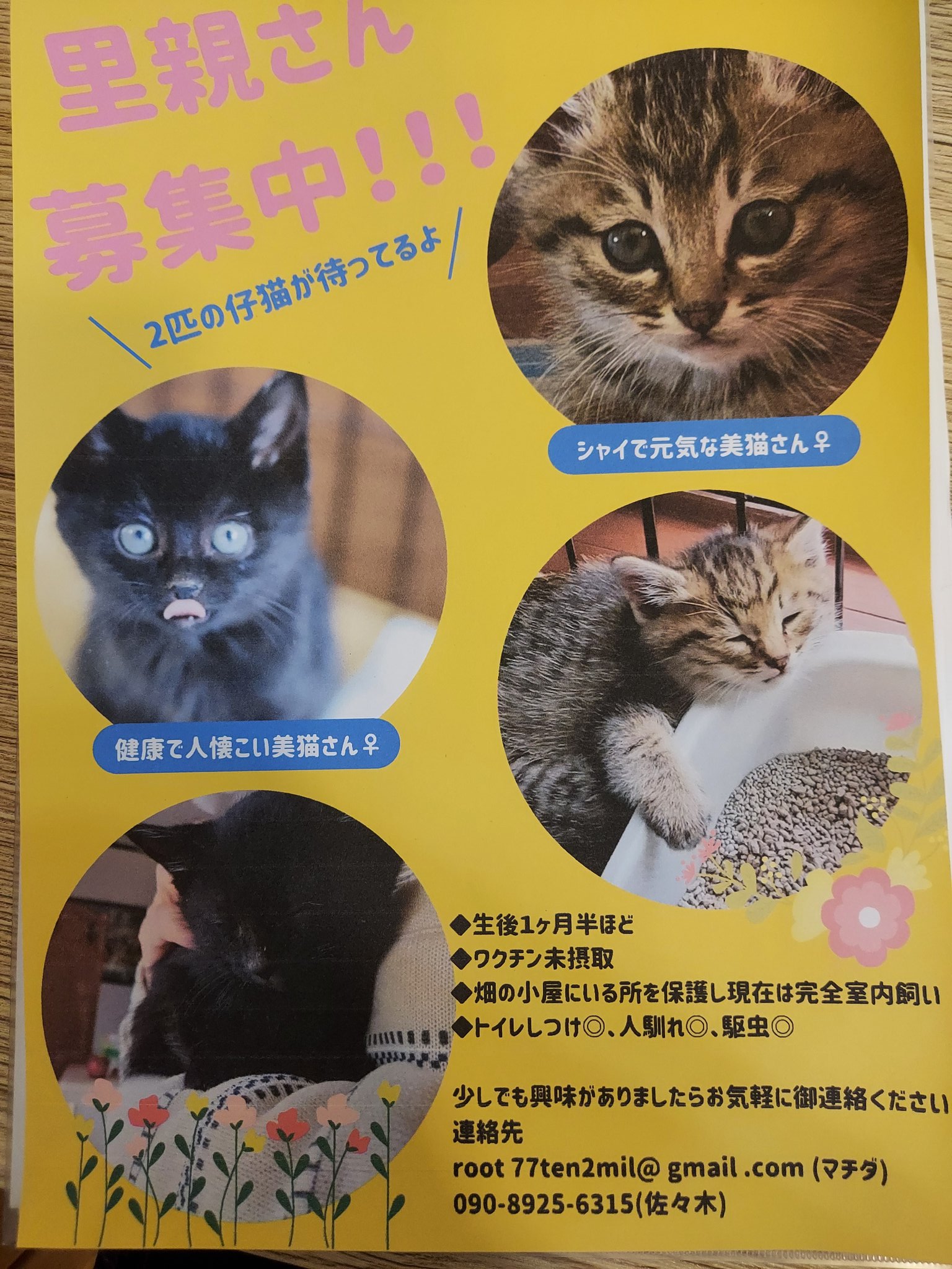 ハンドメイド雑貨fivecats 8pvynqydxkcsysh Twitter