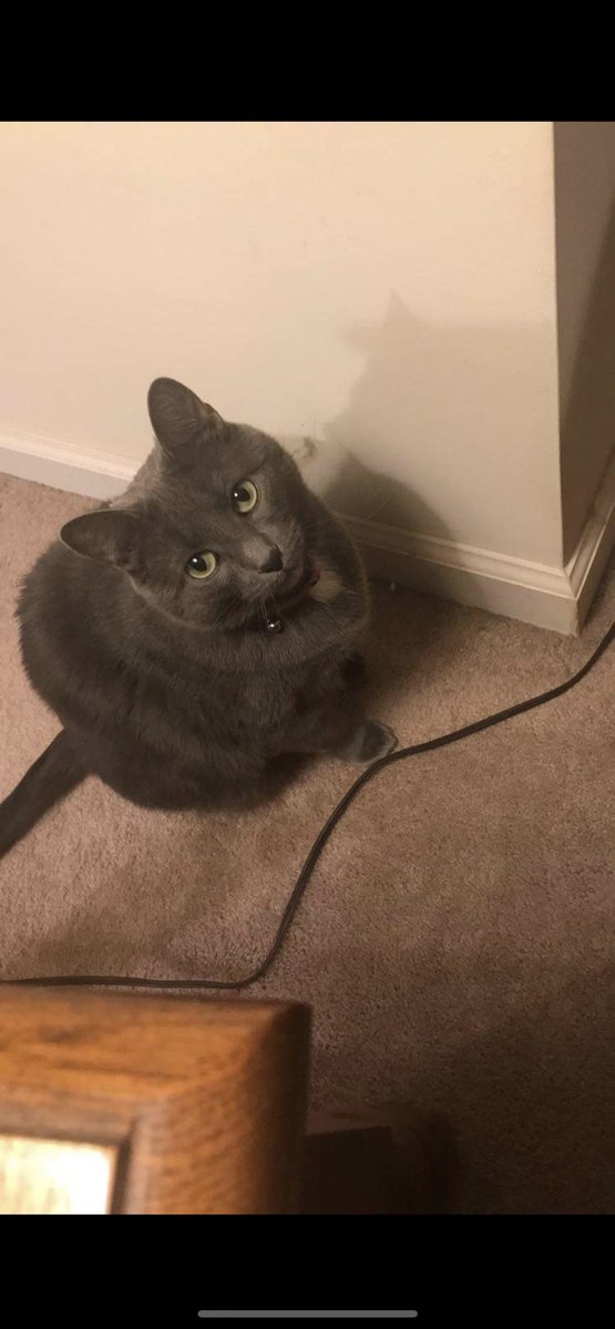 RhandaRoach's tweet photo. @joeimel lost somewhere on Old Tram. We are hoping she is hiding in the wreckage her name is Shadow. If anyone sees her could you please message me. We would greatly appreciate it! As you know pets are family and we’d love to find her. Thank you ❤️ https://t.co/Hs2hnHWxVl