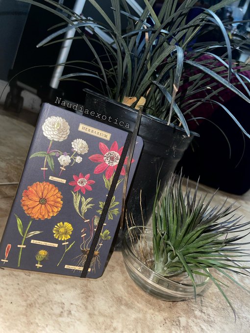 Black Mondo Grass, a Montana black air plant &amp; an herbarium notebook. 🌱🪴 #plants #plants https://t.c<a href="/tag/plants"class="tags"><span>#plants</span></a>