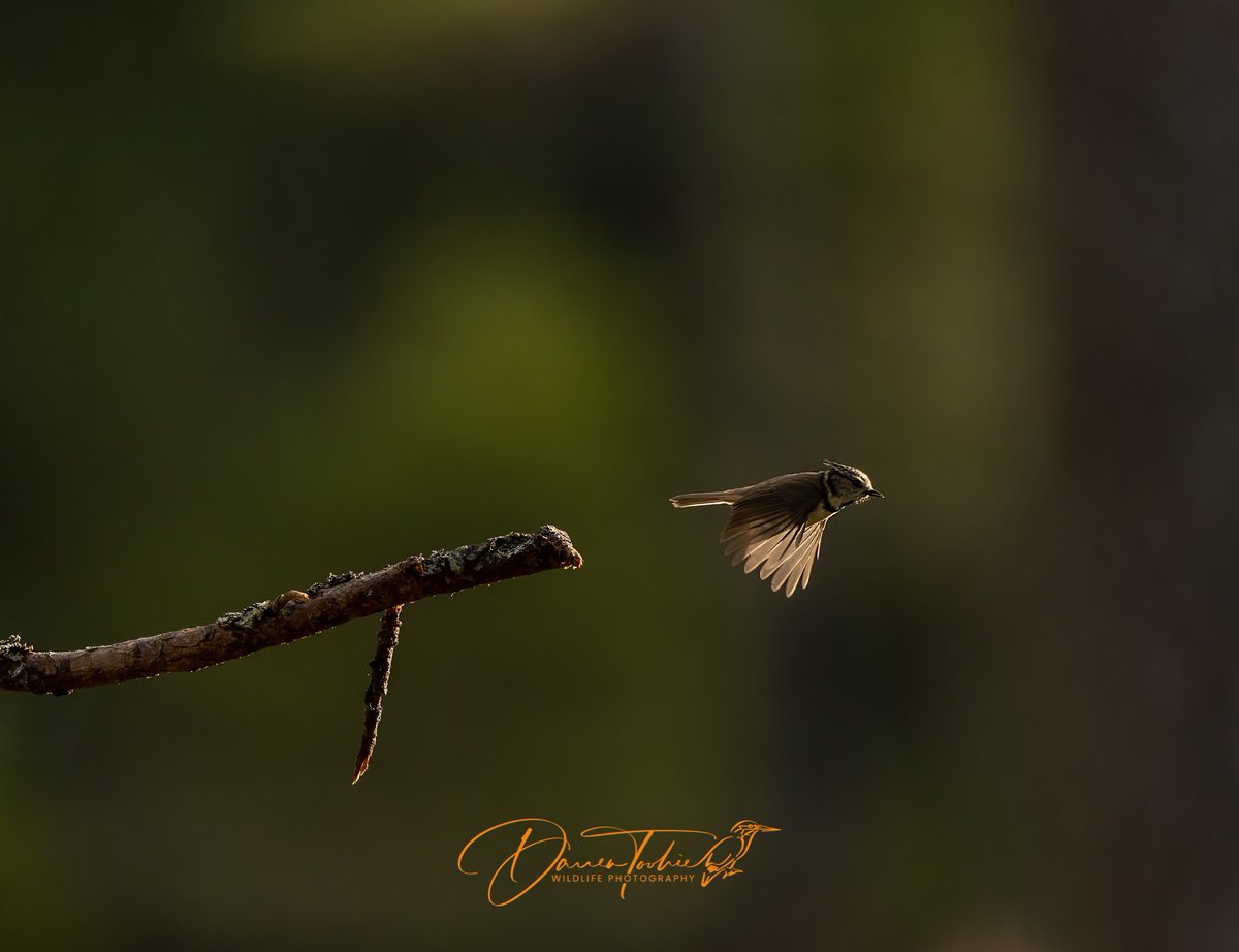 Another batch from the Cairngorms