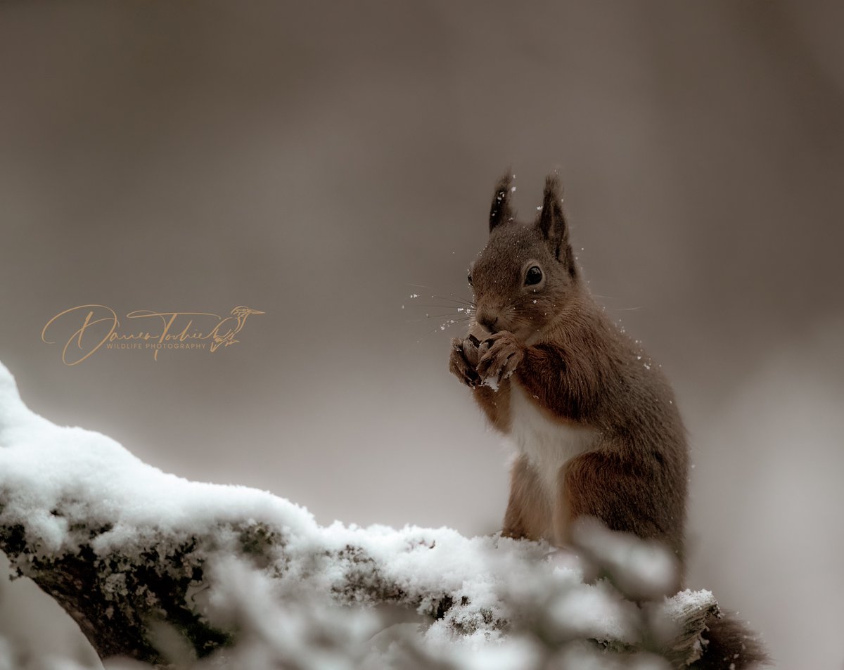 Last ones for tonight