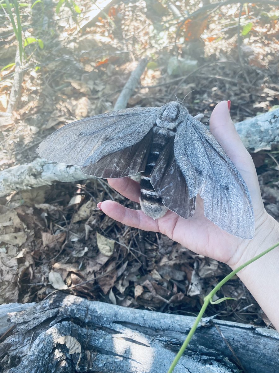 jbail154's tweet photo. Endoxyla cinereus (Giant Wood Moth) found on my early morning walk. And just like that, all is good in the world x https://t.co/YiQub3VTq9