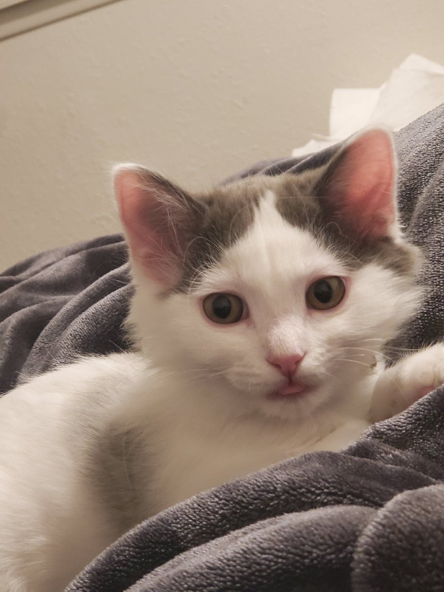 Orion likes to do tongue bleps a lot! #kittens #rescuekitten #cats #cute