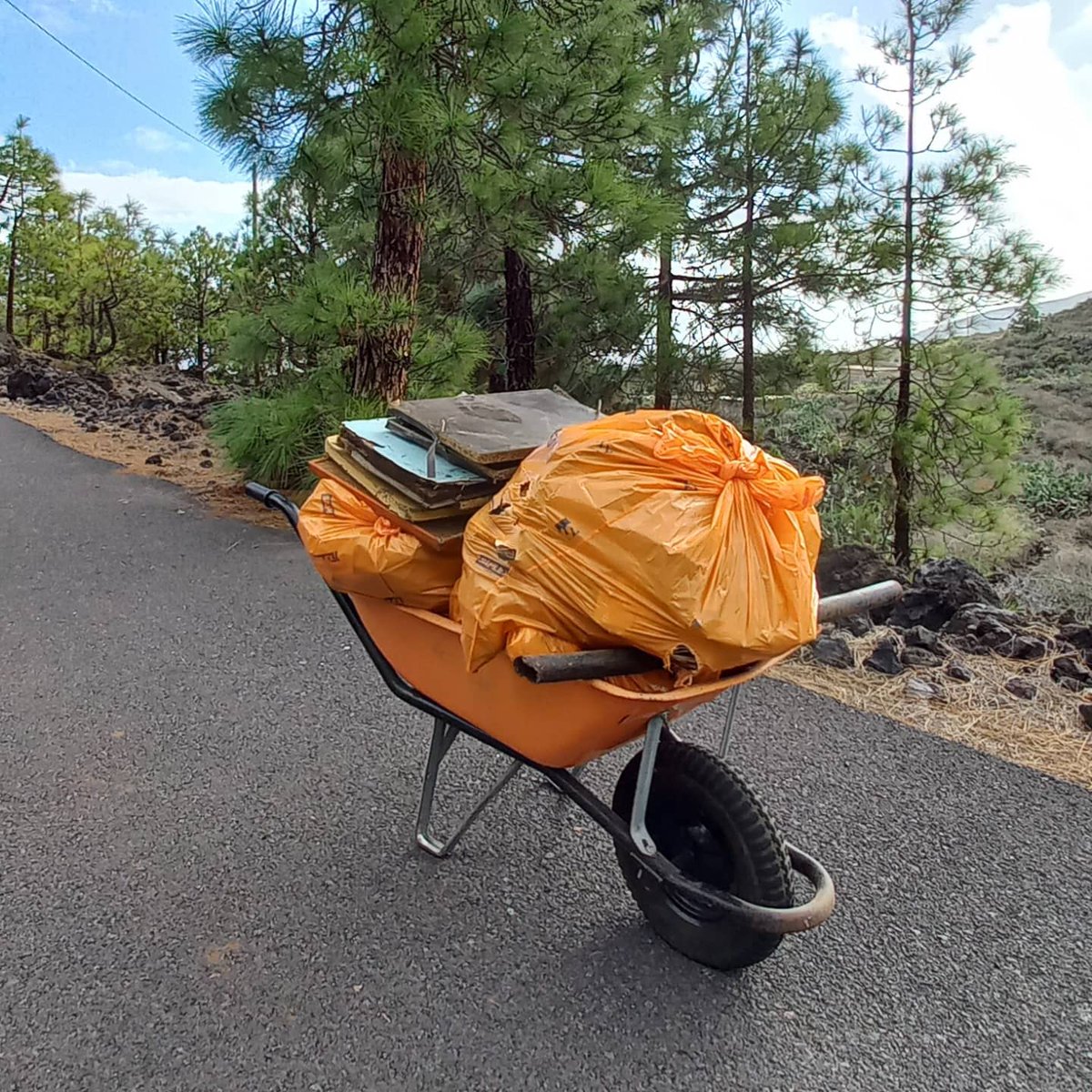 Hasta 1200 kilos retirados en 2 horas en un pinar de Arafo.
<a href="/SEO_BirdLife/">SEO/BirdLife</a> <a href="/proyectolibera/">Proyectolibera</a> #proyectolibera  #libera1m