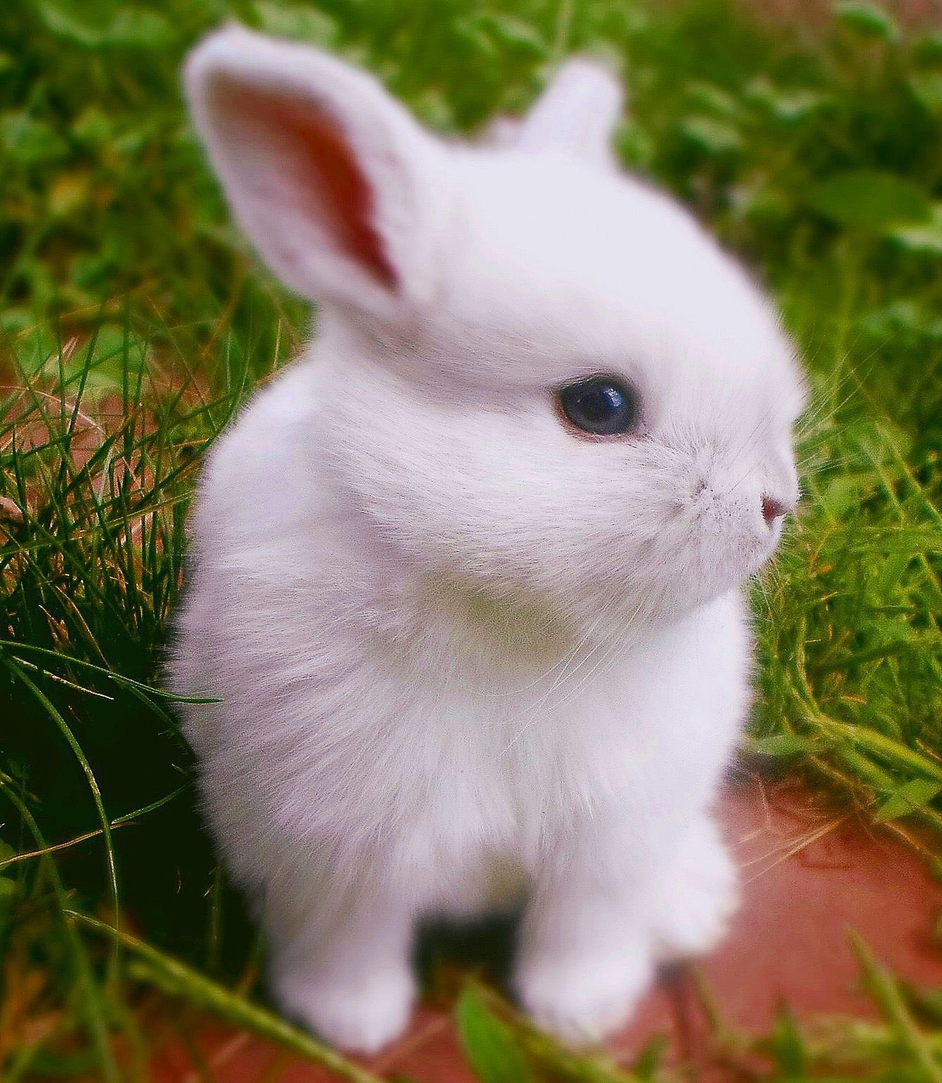 Pictures Of Cute Baby Bunnies