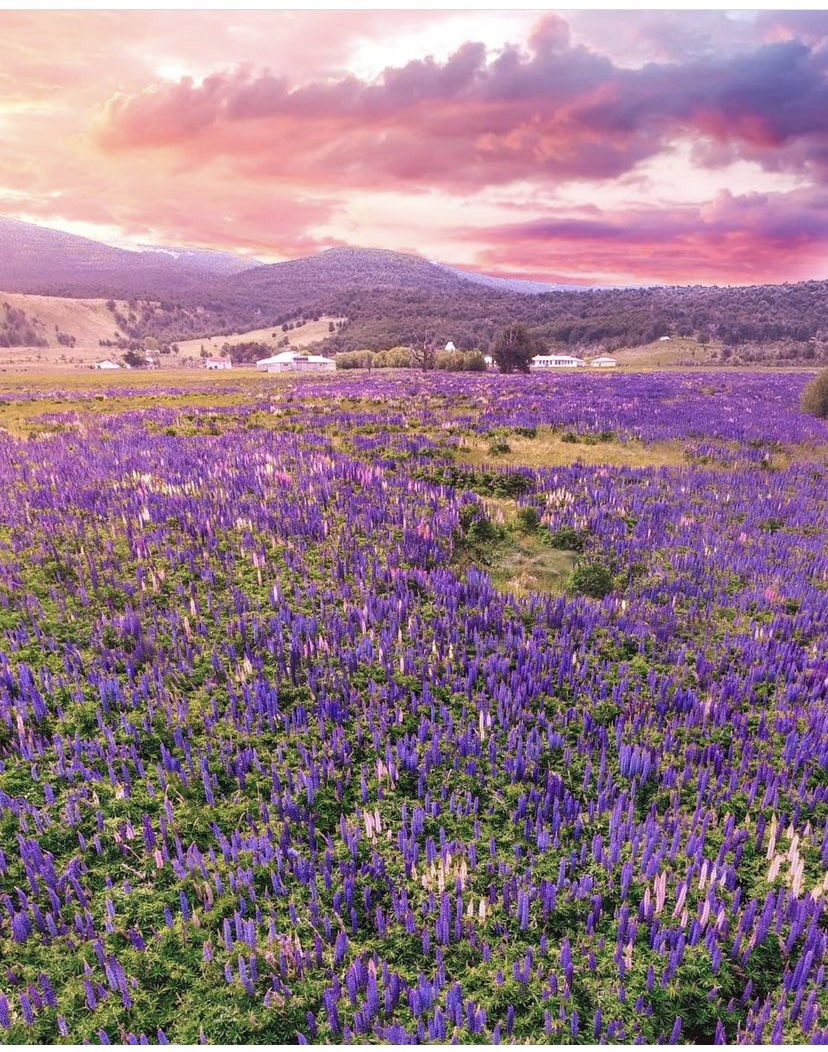 Los chochos combinan con el atardecer en Puerto Natales #PNT