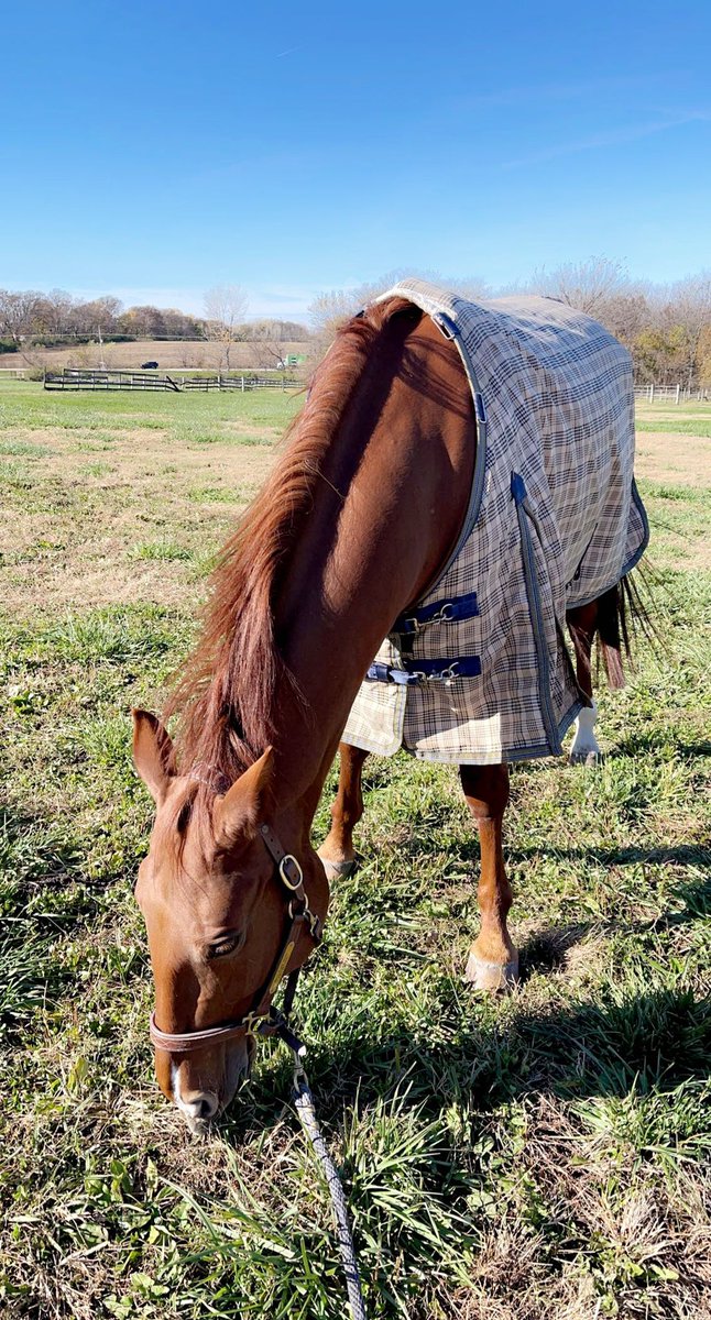 gpaeq's tweet photo. pretty girl popped me over my first 1.30m today. such a gem! https://t.co/eZmL7w49Oh