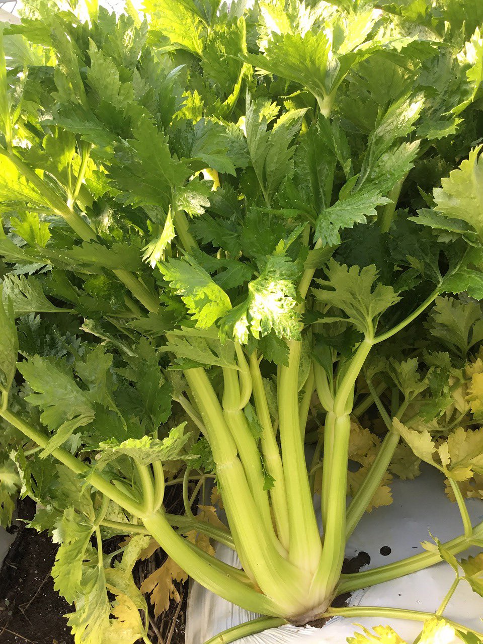 しずおか日和 浜松 は セロリ の栽培も盛んなんです セロリを微塵切りにしてカレーなどに入れるってカフェメニューみたいてわオシャレですよねぇ 新鮮な浜松のセロリを是非みなさんも食べてみてください しずおか日和 T Co Jgvcmidacm
