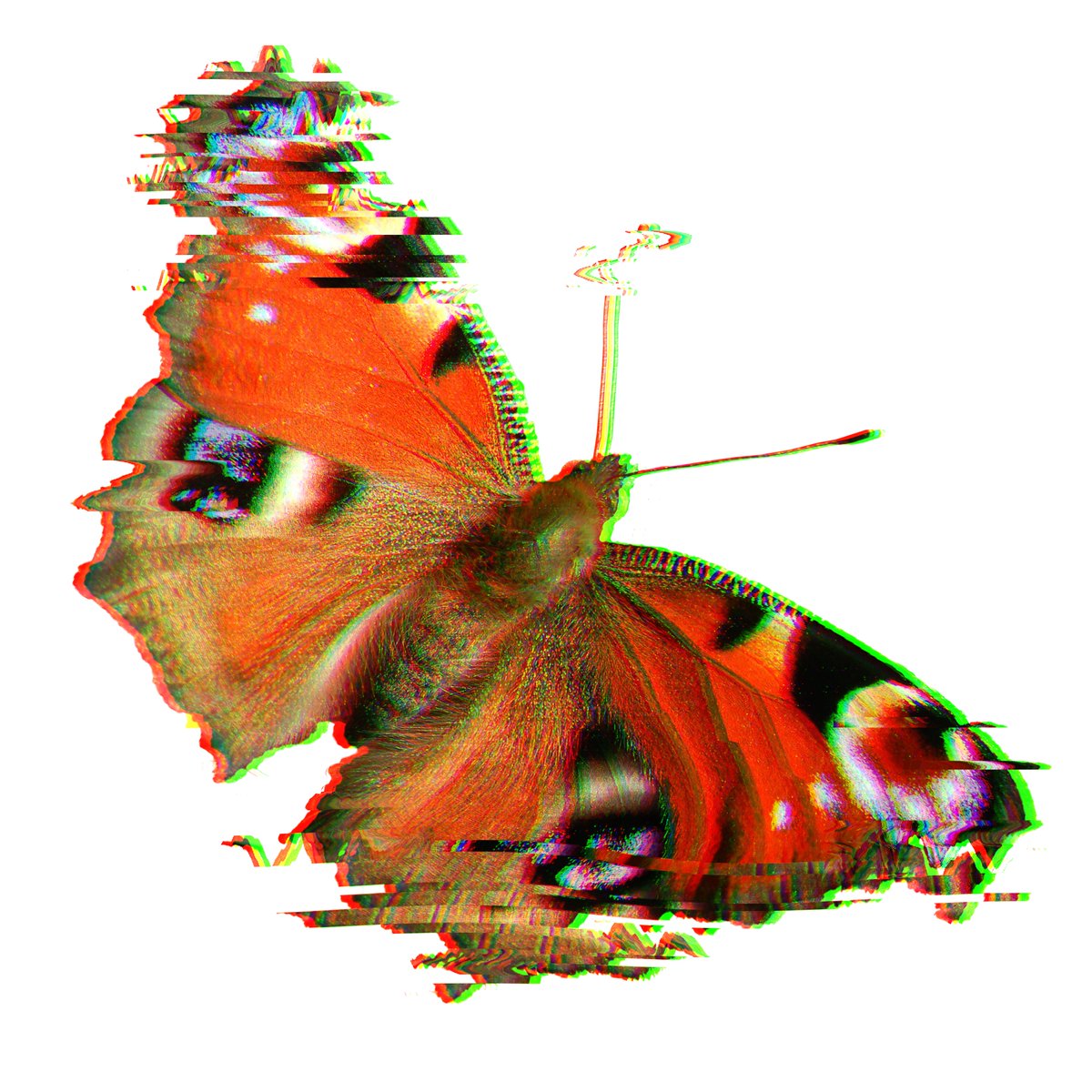 aspect_b_'s tweet photo. Butterfly Glitch 🦋
-
-
-
#butterfly #butterflys #butterflies #butterflyart #butterflyartist #butterflyartwork #glitch #glitchart #glitchy #photoedit #photoedits https://t.co/JnxtSOniRd