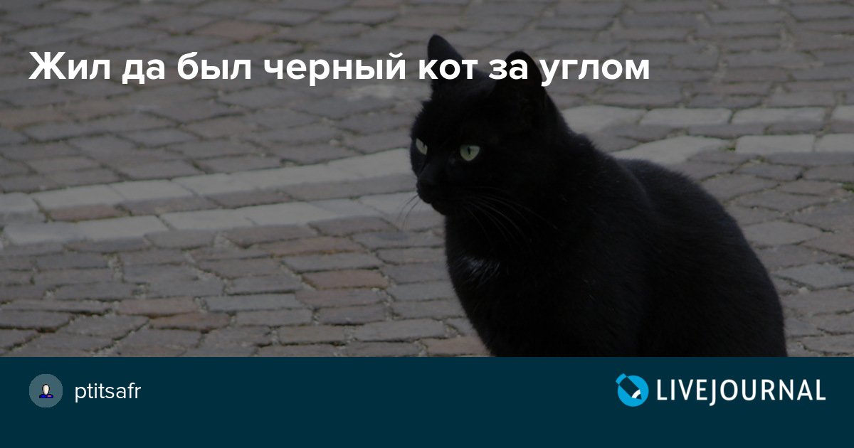 Кот за углом песня текст. Песни черный кот. Текст песни черный уои. Кот за углом песня текст. Кот за углом песня текст.
