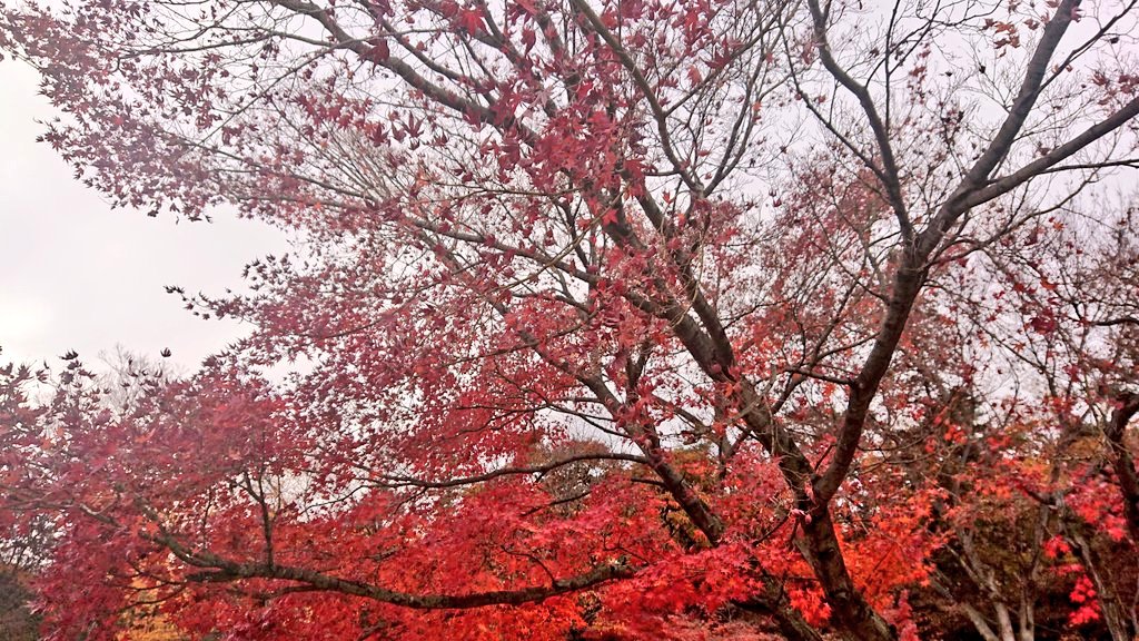 こんにちは(*^^*)
今日はお友達が誘って下さって、富士五湖方面にドライブしに来てます！いつもライブカメラから観ているパノラマロープウェイに久しぶりに来た！
富士山が夕陽に照されて､めちゃ綺麗なこと(๑´︶`๑)
大きな傘雲を被っているね...
#イマソラ
#繋がりに感謝
<a href="/hukurou0317/">ふくろう@のーうぇざー</a> 
<a href="/karintoto_4/">果里👹🍵🍭🎀</a>