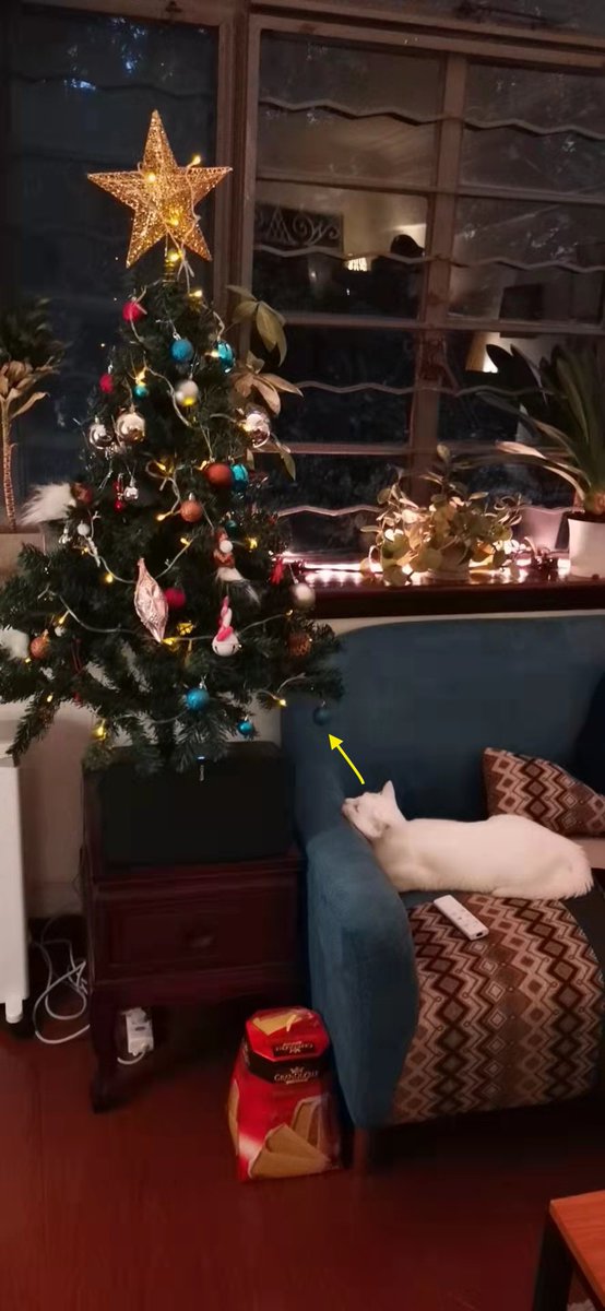 Mimmo_Pirate's tweet photo. Finally we meet again my friend! Let’s see how long you’ll last this year #CatsOfTwitter #ChristmasTree #catsdream https://t.co/MhgpauzE2P
