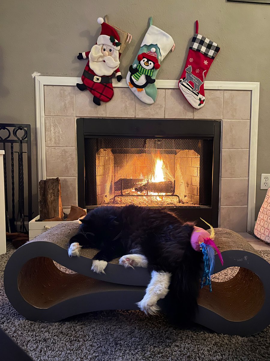 SarahEKessler_'s tweet photo. Oh to be a rescue cat in a millennial house with zero kids. #LivingEasy #MeowyChristmas #BearTheCat #AdoptDontShop @secondchanceas https://t.co/2c2CsEOtqH