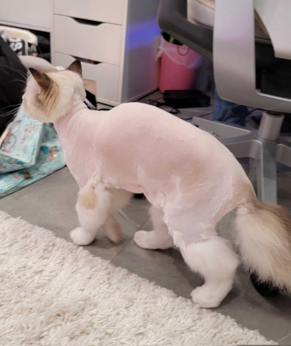 yvonnie's tweet photo. somi what did they do to you oh my godddddd somiiiiii https://t.co/P7gp93RJje