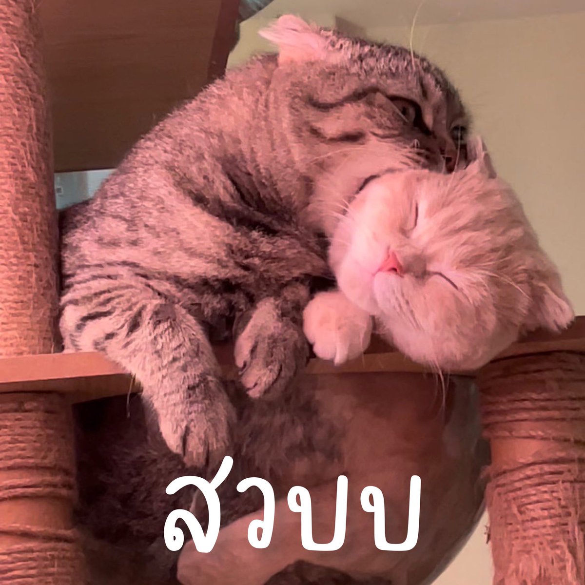 jengtieow's tweet photo. ก็สวบไปเลยสิคะ~~~~~ https://t.co/nI0Dsryr8d