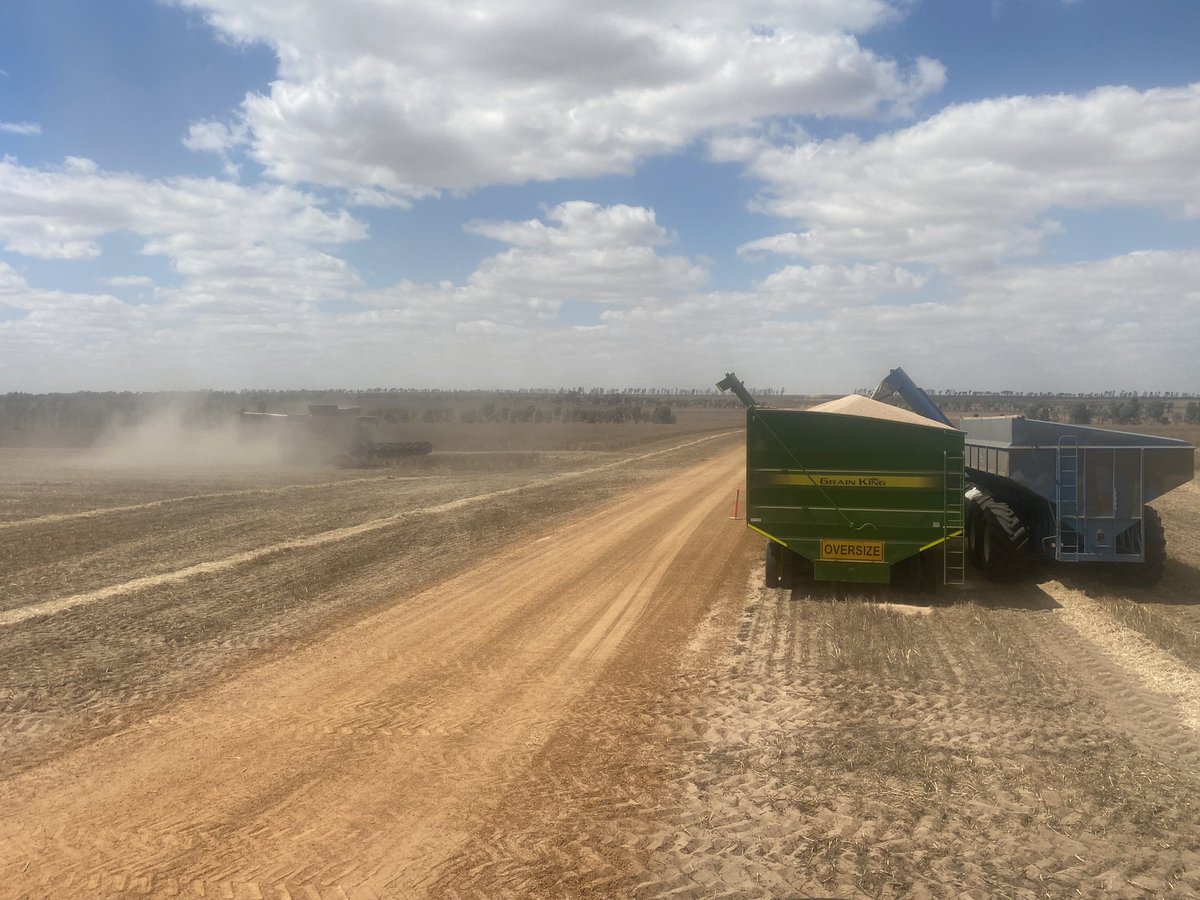 RobertKathyran1's tweet photo. It is a fantastic day for collecting #pearlsofprotein (Lupins) , they test my patience at times but in the end I know that they taste amazing and it is all worth while , have a great day everyone 😊 https://t.co/m7AnW4aphX