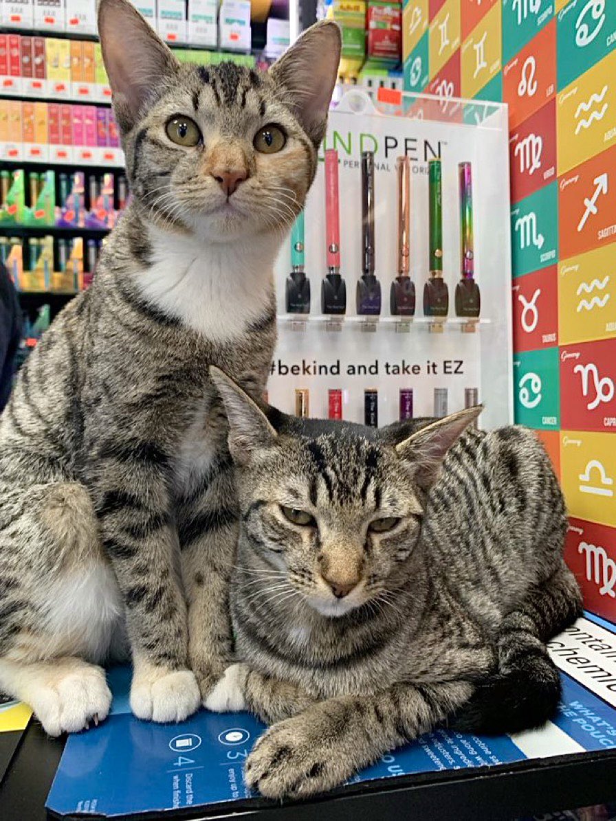 Bodegacats_'s tweet photo. https://t.co/m2MLYdx6q6