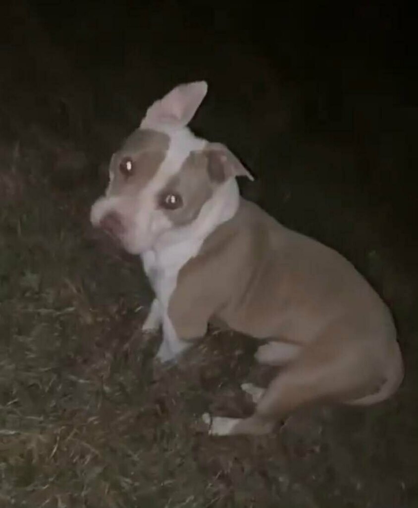 LostDogsIL's tweet photo. Sighting from #Hampshire #PingreeGrove #IL. He was secured and is safe with Kane County Animal Control/Sheriffs. https://t.co/QrDSn1Pwy3