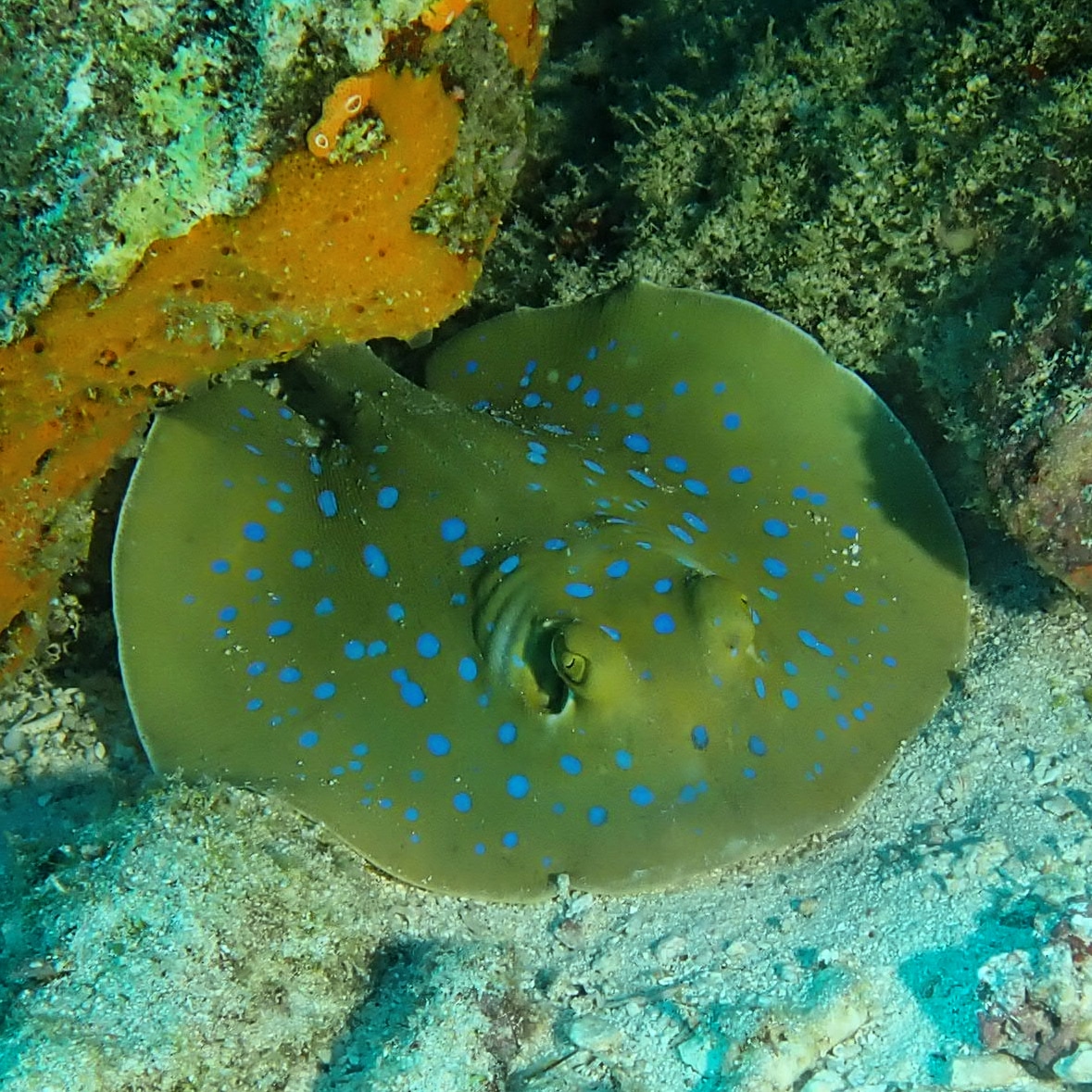 DiveInDar's tweet photo. Blue Spotted Stingray Around Mnemba Island dive site out of Zanzibar
@andbeyondmnemba
#mnemba #mnembaisland #zanzibar #tanzania #diving #dive #underwaterphoto #uwphotography #underwaterphotography #underwater #scuba #scubadiving #scubadive #blue #spotted #stingray https://t.co/CROFInBYJW