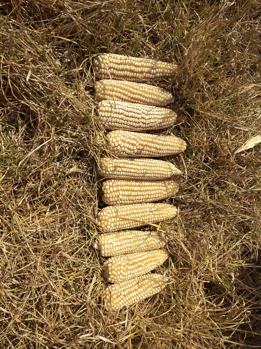 emilaux_'s tweet photo. Estimación de rendimiento del cultivo de maíz híbrido AZ-60 en parcela de área de extensión de Hueyotiplan, Tlaxcala #CultivosParaMéxico obteniendo un rendimiento promedio de 5 ton/ha. @ACCIMMYT @Agricultura_mex @vmva1950 @tcasaya @JoseManRiveraM https://t.co/vOhU7iP92g