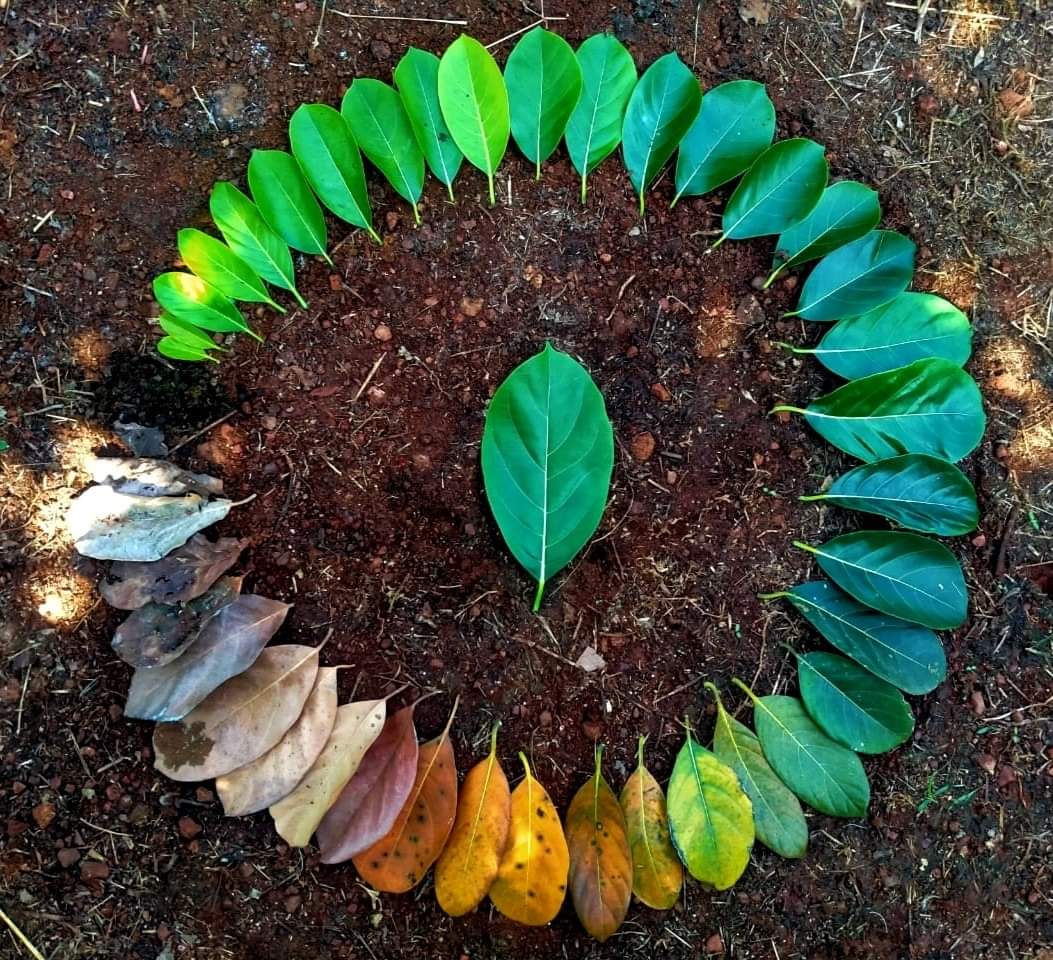 angie_karan's tweet photo. Life cycle of leaf 🍃🍂

Photography by aaditya_bhat 

#NatureBeauty 🍂🍃 https://t.co/TkKsIfrFyw