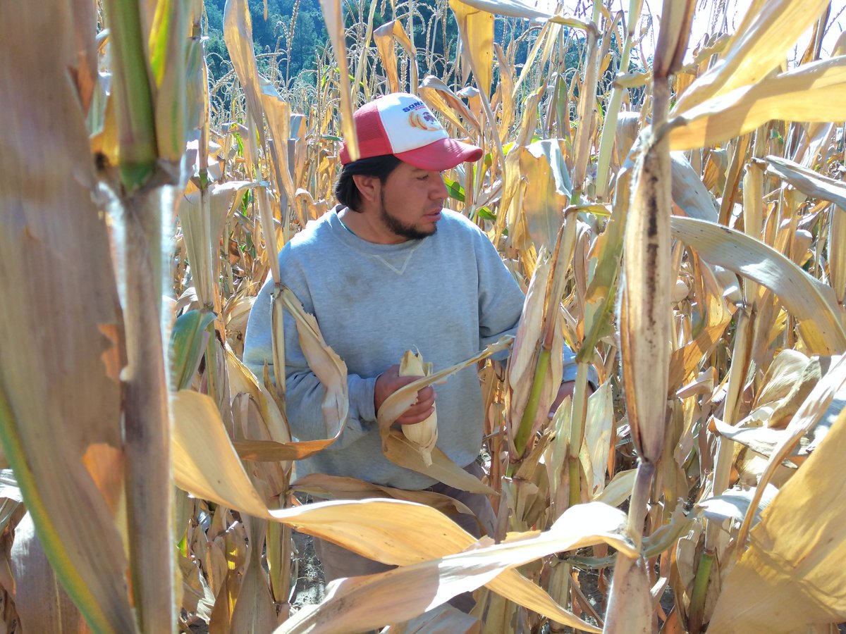 emilaux_'s tweet photo. Estimación de rendimiento del cultivo de maíz híbrido XR12 (6.1 ton/ha) y plática con productora para planeación del plan agrícola para el ciclo agrícola P/V 22 en áreas de extensión del municipio de Nanacamilpa, Tlaxcala. @ACCIMMYT @Agricultura_mex @JoseManRiveraM @tcasaya https://t.co/I0SCf1L89M