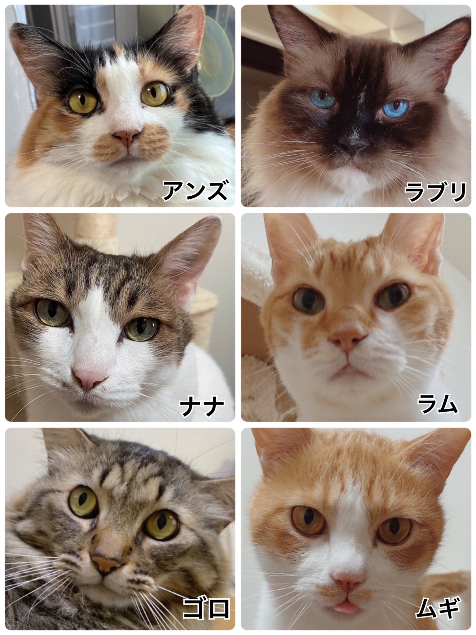 M家猫沢山 Mke Nekodaku Twitter