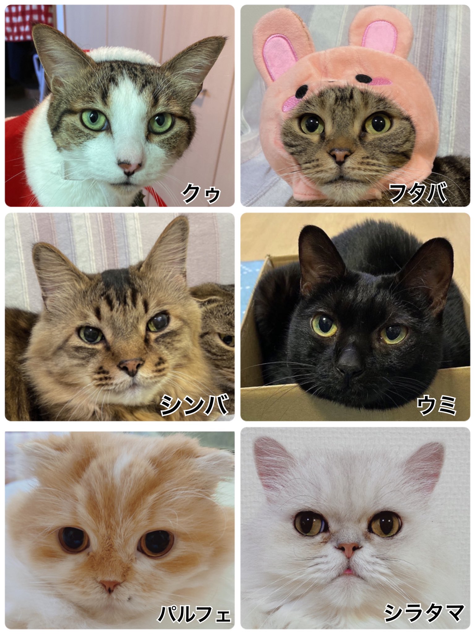 M家猫沢山 Mke Nekodaku Twitter