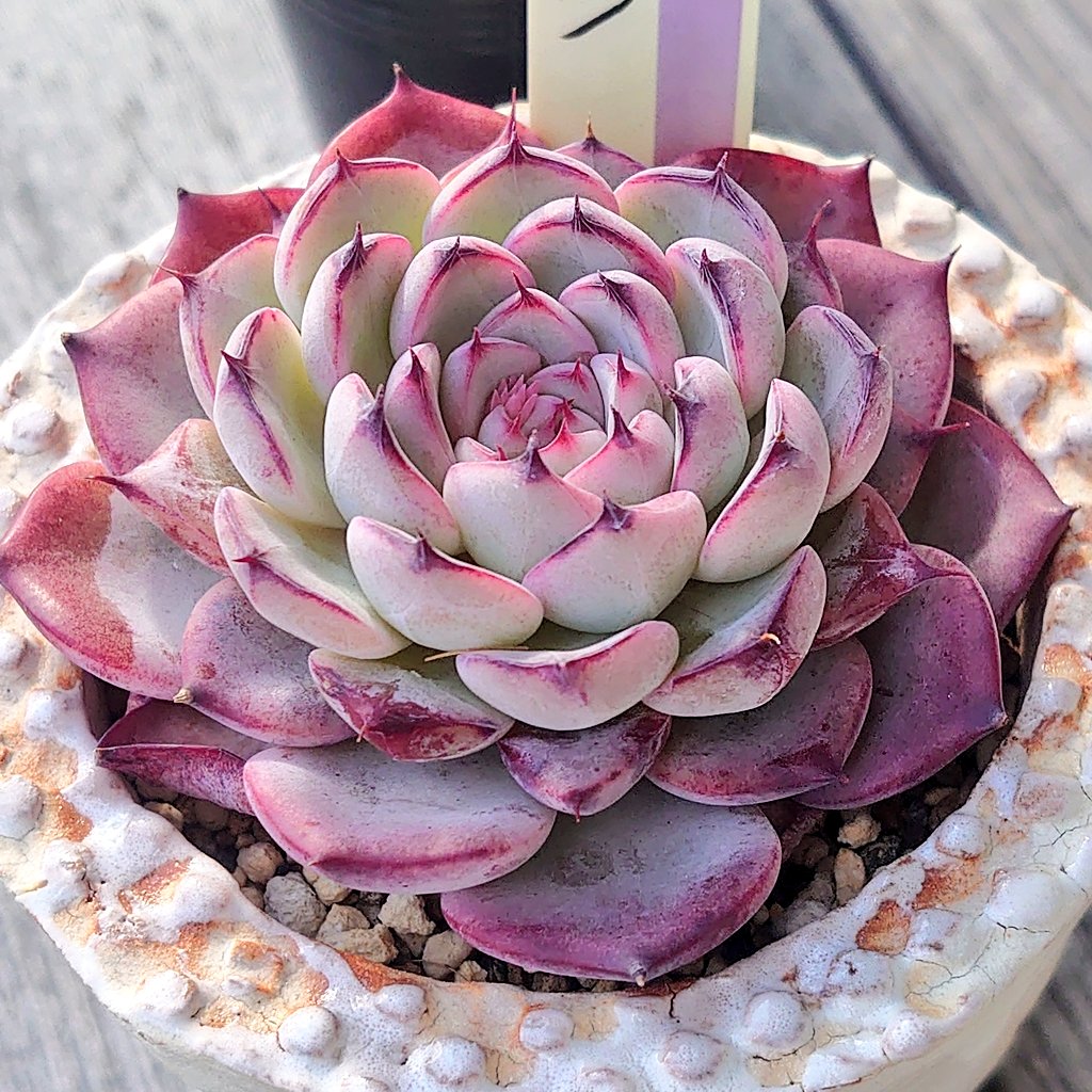 ブルーベリームーン 紫の紅葉が美しい♡ おらいさんミックスベリア