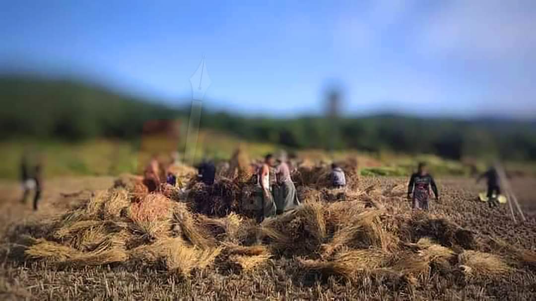 Chanapai247's tweet photo. Local PDF ( #Saw &amp; #KyaukHtu ) has stopped their military operations since Nov 30 so that they can help with farmers' agricultural activities of winter .

#WarCrimesOfJunta 
#Dec12Coup 
#WhatsHappeningInMyanmar https://t.co/ySubAX4wp3