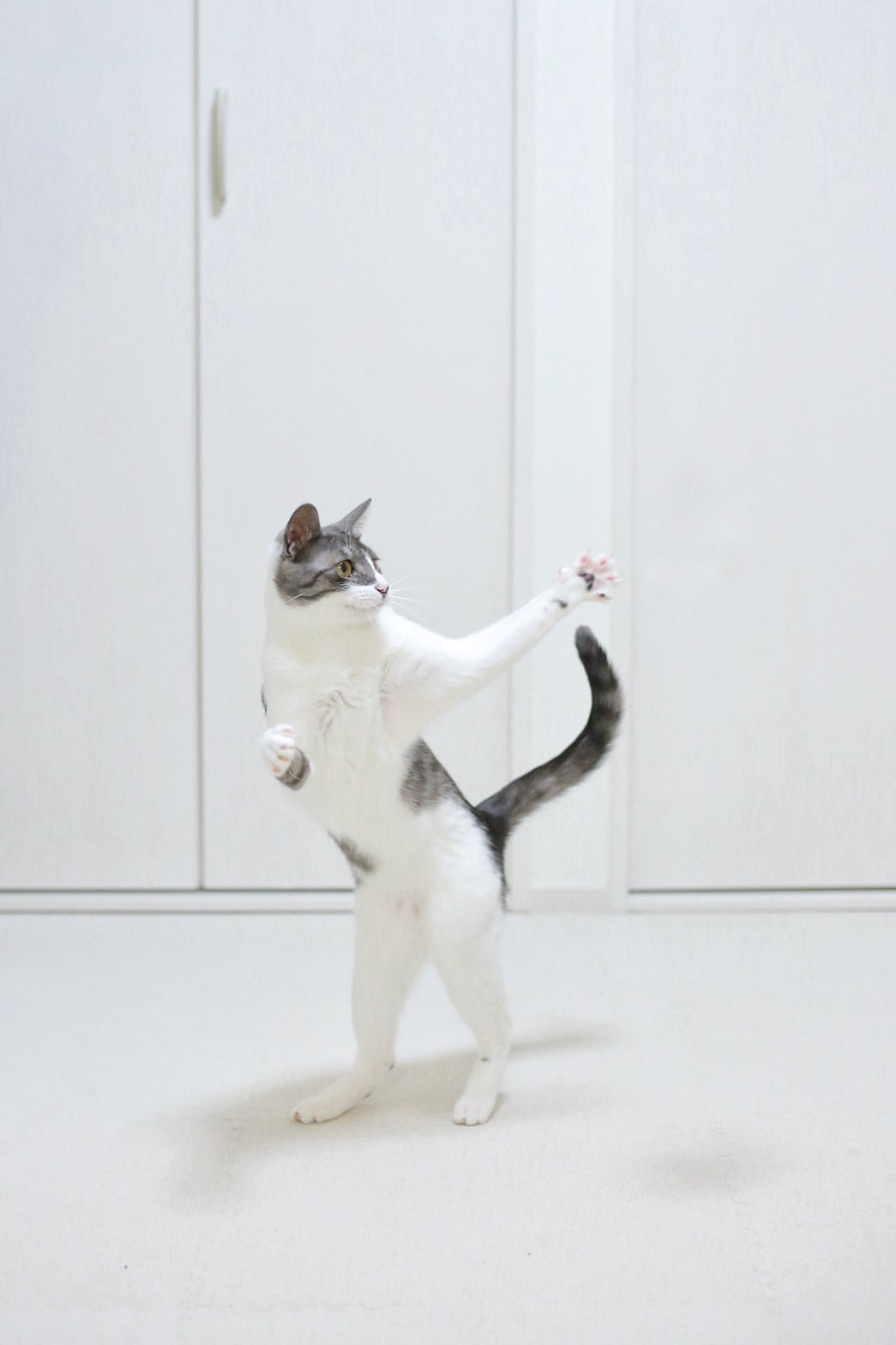 ねこのことり 踊るネコ 猫のいる暮らし 猫写真 ねこ 踊る猫 Catsoftwitter T Co Ahshg84o85 Twitter