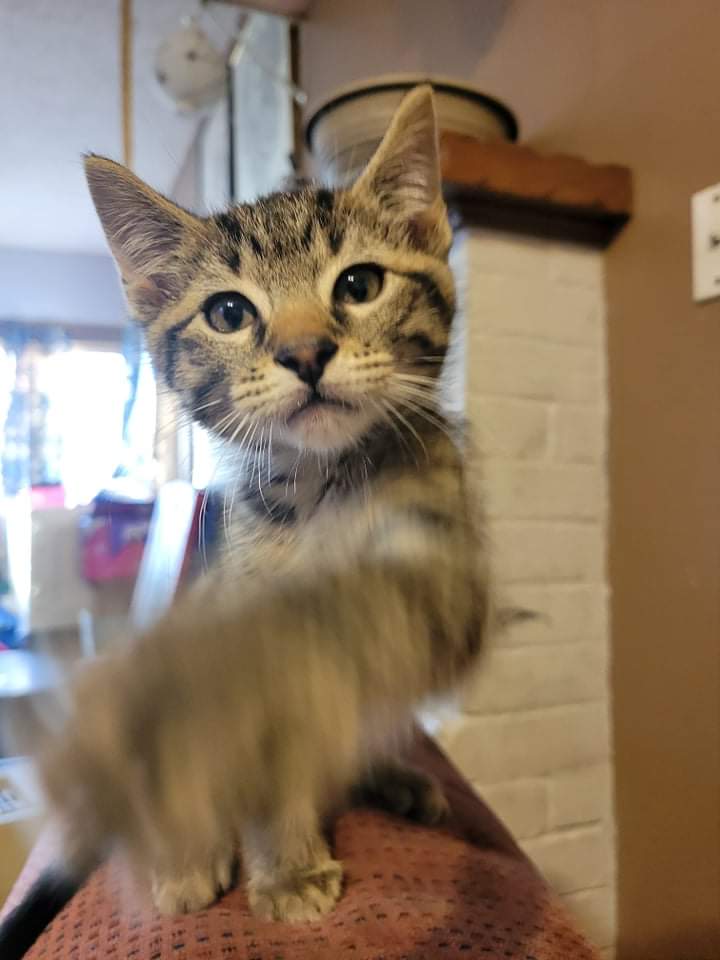 MICHEALSMILESS's tweet photo. @KKATSUKITH Here's my cat for you 😊 he give you high five https://t.co/ua6nZTwNBg