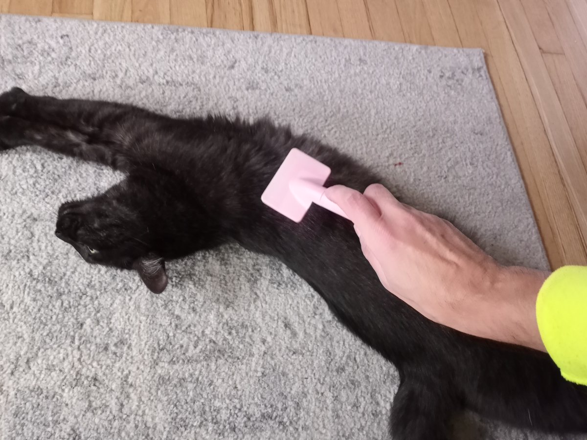 BuckyKatt's tweet photo. #CatoftheDay Client Milo likes a good brushing after breakfast. #CatsOfTwitter #cats #CatsofNewJersey #AdventuresInPetsitting https://t.co/5gyv1q3Oge