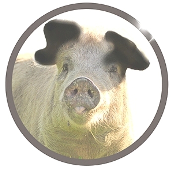 kaytheod's tweet photo. What to do with an unwanted lover even your pet pig doesn't like? Learn how Lady Renna saves Black Tail's bacon, #free on #kindleunlimited: https://t.co/rLOEEEPiVJ

#amreading  #HistoricalFiction #fantasy #comingofage #mustread https://t.co/o5IiKG8hHh
