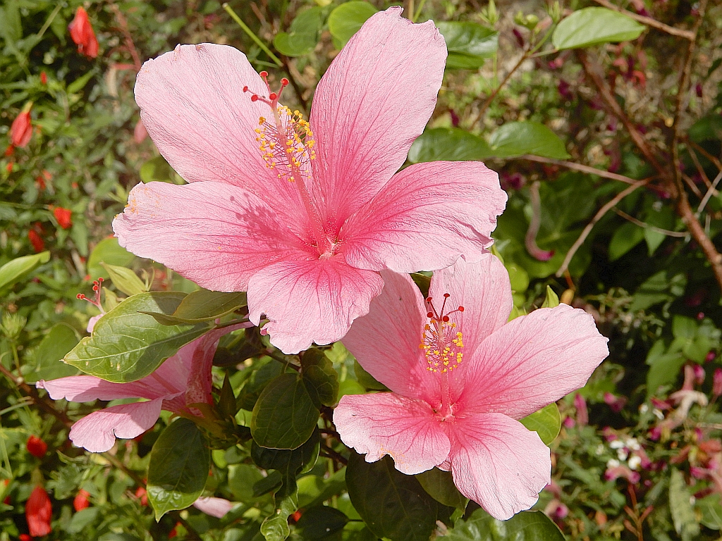 沿道の花園に咲くピンクのハイビスカスが陽射しを受けて鮮やかです。 The pink hibiscus that blooms in the flower garden along the ro