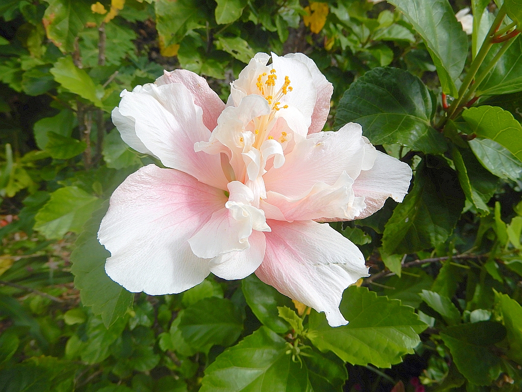 沿道の花園に咲く八重咲きの白いハイビスカスが綺麗です。 The double-flowered white hibiscus that blooms in the flower garden 